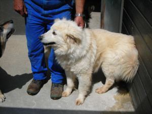 cane_941000000444697-Bianco-panna(1)